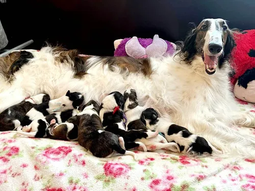 237e151e 75a8 4cd9 854a A80a752fe783