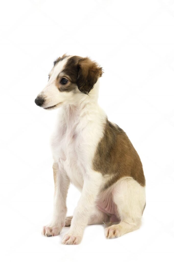 Healthy Borzoi puppies with blue eyes and silky coat