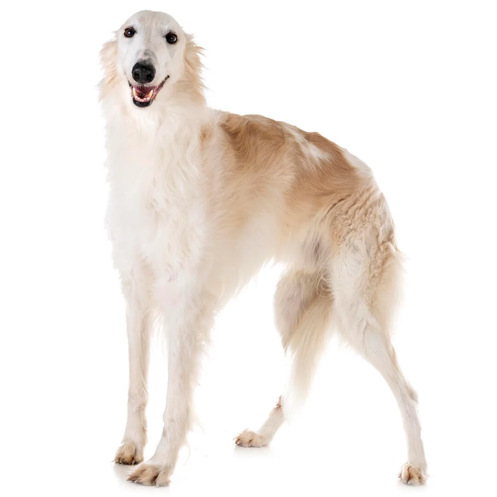 borzoi