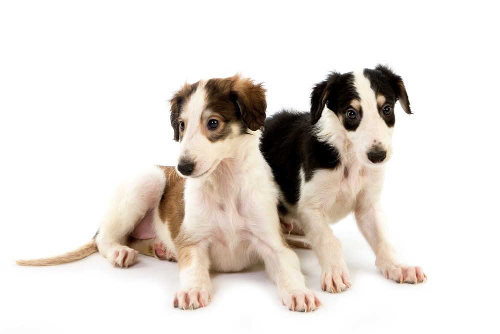 borzoi puppies slowmotiongli shutterstock Adorable Borzoi puppies for sale with silky coat and gentle expression.