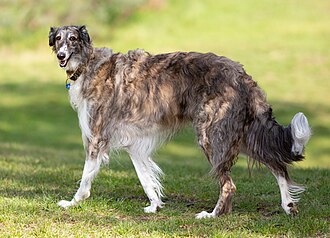 Brindle Borzoi