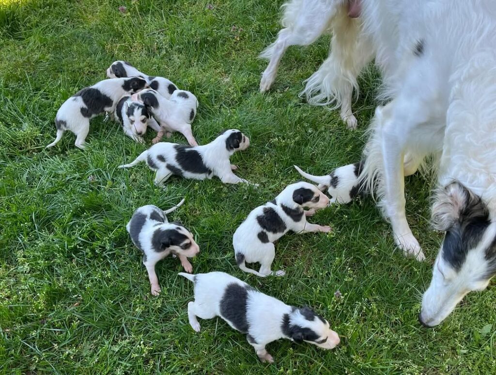 Close up of a Borzoi puppies with blue eyes and silky coat