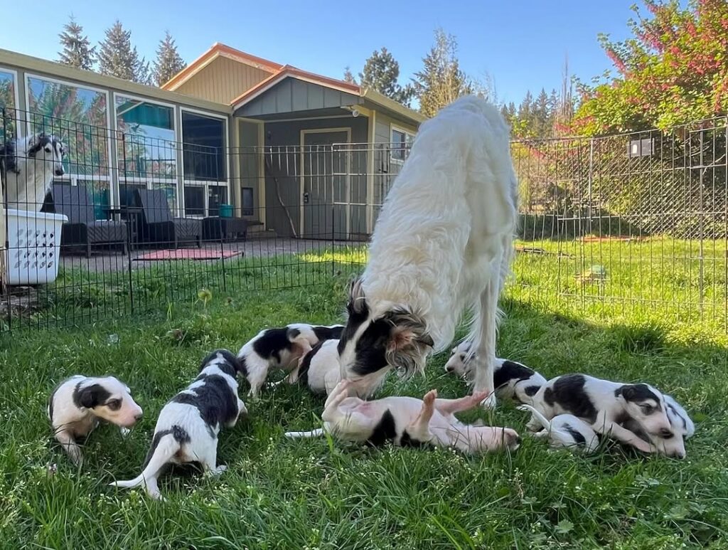 Champion bloodline Borzoi puppies playing outside