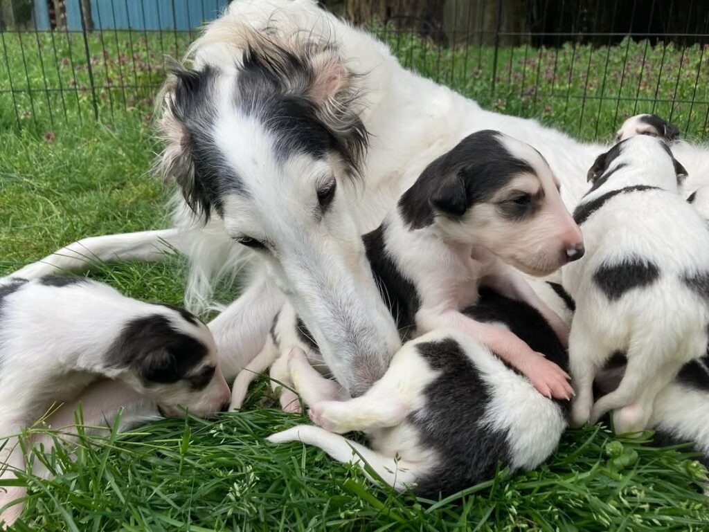 Healthy Borzoi puppies eating premium large breed puppy food