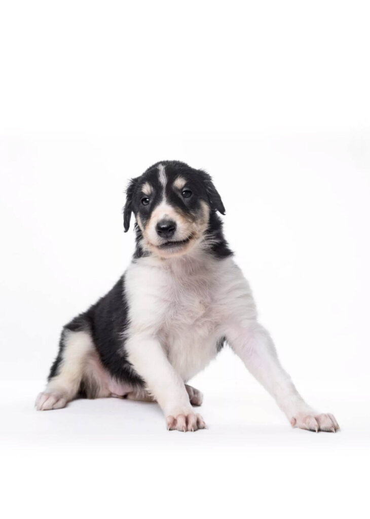 barzoi puppy edit (1)