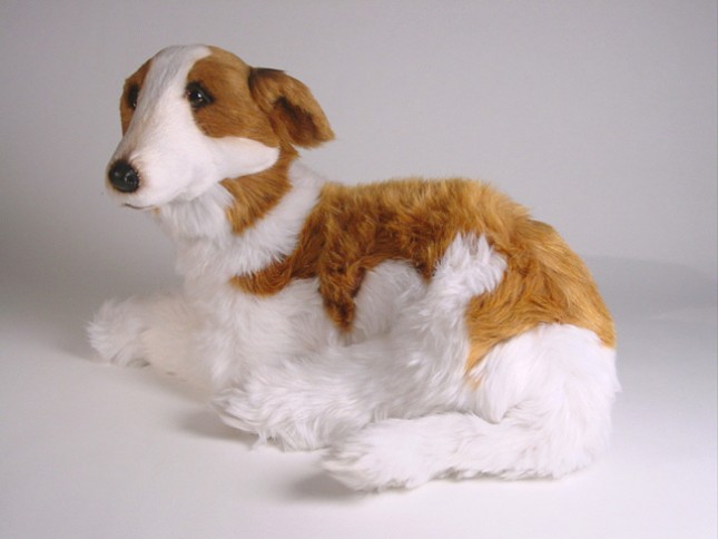 “Young Borzoi puppy standing in grass, ears back – Borzoi dog for sale with excellent confirmation”
