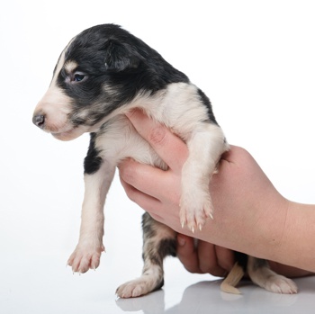 Close up of a Borzoi puppies playing outside