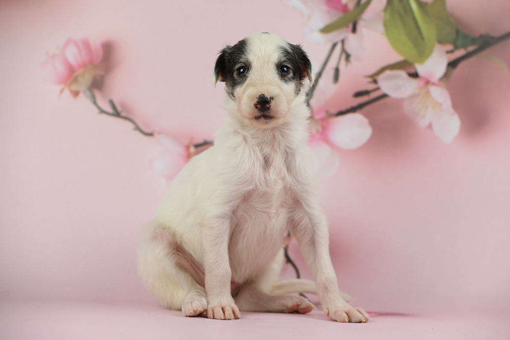 borzoi,puppy,on,pink,background