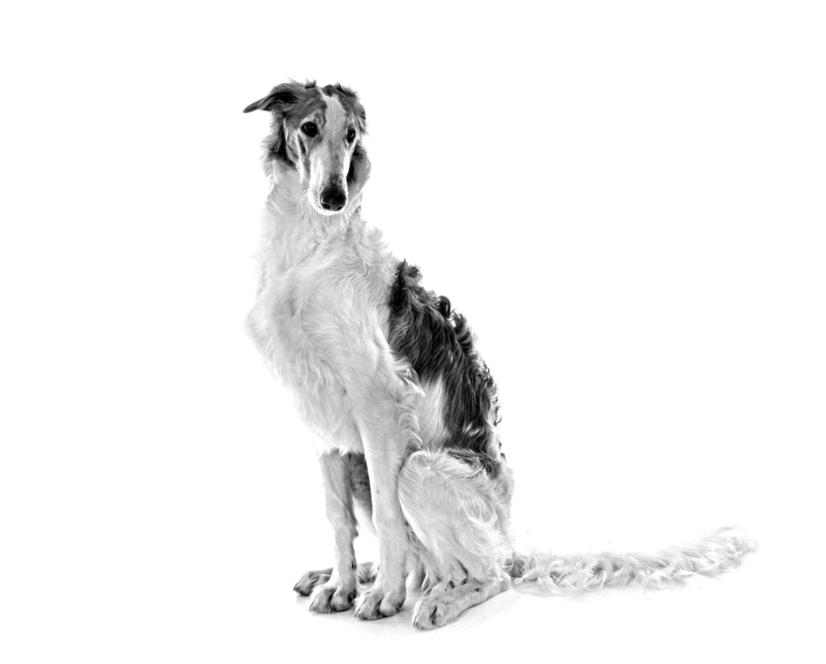 Bp Lot 3 Borzoi Bw 2