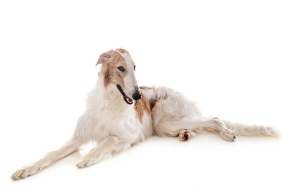 young borzoi in front of white background Gentle Borzoi puppies for sale with child, ideal family companions.