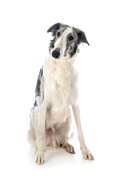 Istockphoto 1312758310 612x612 1