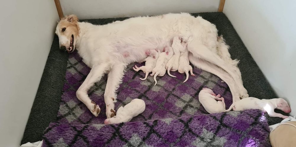 Received 324081095832087 60d4a9089606ee558f505470