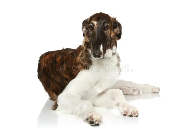 Russian Borzoi Puppy 22123869
