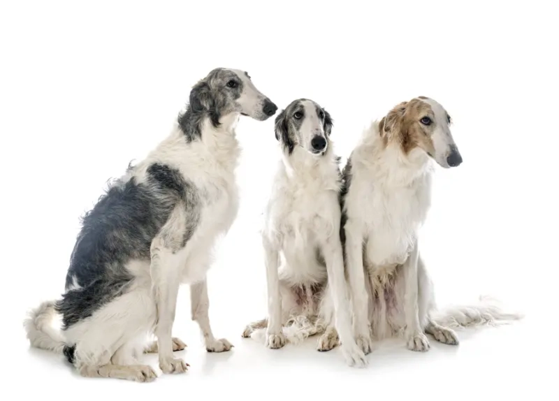 Playful Borzoi puppy running outdoors with long silky coat flowing